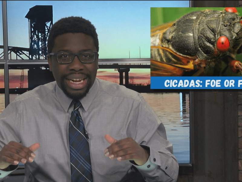 What Did We Miss? Cicada causes driver to crash&nbsp;car
