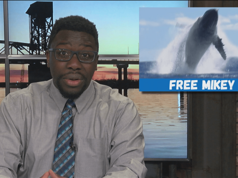 What Did We Miss? Diver swallowed by&nbsp;whale